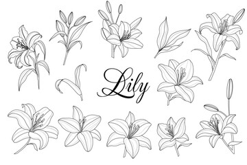 Vector set of hand drawn lily flowers line art. Set of luxury flowers and logo. Trendy botanical elements. Hand drawn line leaves branches and blooming. Wedding elegant wildflowers.