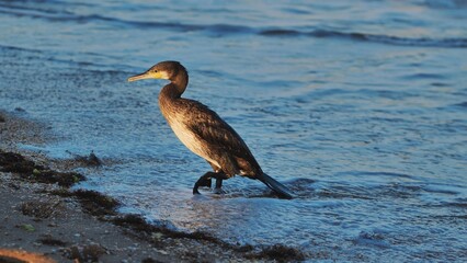 Cormorant perching near rolling waves along rocky crimean black sea coastline