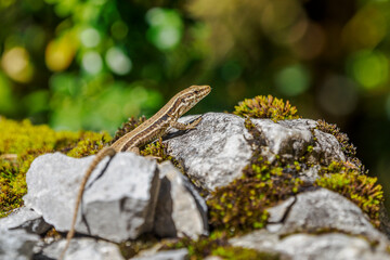 wall lizard basking in the sun on a rock