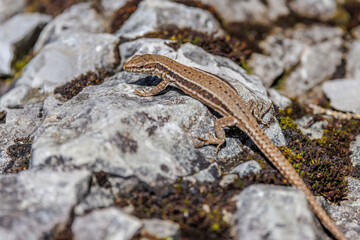 wall lizard basking in the sun on a rock