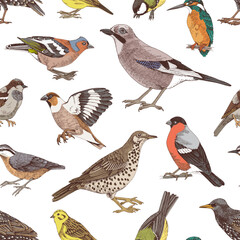 Hand drawn seamless pattern with woodland birds