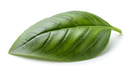 Obraz premium Leaf Sweet Basil