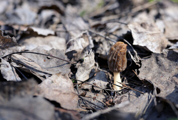 Single Morel Mushroom (Morchella esculenta) Emerging Through Dry Leaves in Spring Forest