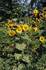 Yellow sunflowers are growing in the vegetable garden