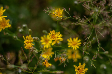 yellow flowers in spring