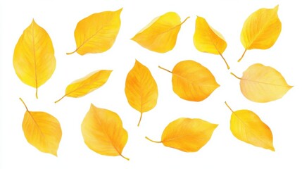 Naklejka premium Isolated fall leaves on white background. Natural scanned aspen yellow leaves set, autumn, foliage, nature, vibrant illustration