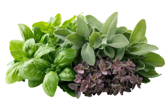 Fresh herbs including basil, sage, and oregano arranged on a white background