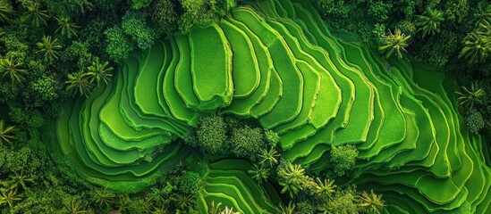 Aerial view lush green rice terraces, jungle backdrop