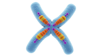 Isolated Chromosome with Telomeres
