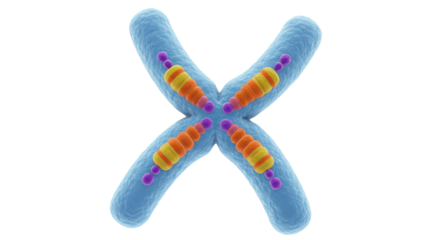 Isolated Chromosome with Telomeres