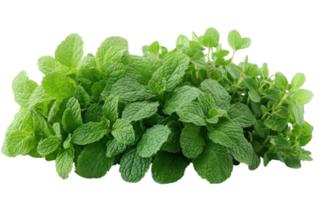 Fresh herbs assortment featuring mint and oregano in vibrant green hues growing together