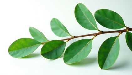 Eucalyptus branch with leaves isolated on white surface, tree, eucalyptus, greenery