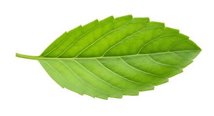 Obraz premium Holy basil leaf isolated on transparent png