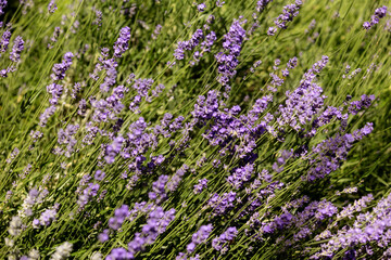 Obraz premium Lavender flower background with purple colors