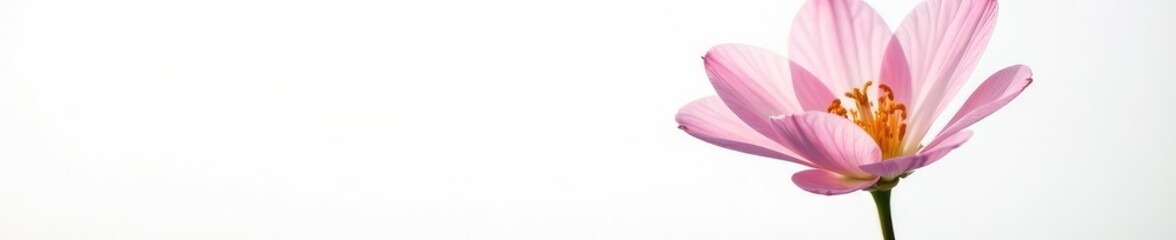 Flower with delicate petals against a plain white, white background, garden
