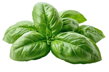 Fototapeta premium Fresh basil leaves arranged on a clean surface suitable for culinary use