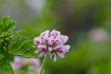 Fototapeta premium Close-up of a pink rose geranium (Pelargonium graveolens) flower blooming in spring