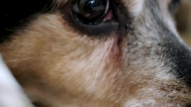 An old dog eye close-up. Sad hopeful look. Soulful gaze looking for thoughtfully. Stray street animal looks at people passing by. Sorrow pet. Bored doggy waiting for an owner. High quality 4K footage.