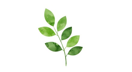 Watercolor Green Leaf Branch Illustration