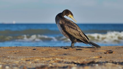 Great cormorant preening its feathers on Crimean beach