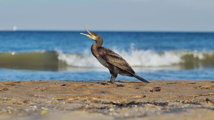 Great cormorant singing on Crimean beach with blue sea and waves in background