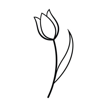 Black and white tulip vector illustration with a single bloom, showcasing beauty and simplicity in nature, with petals, stem, and floral design