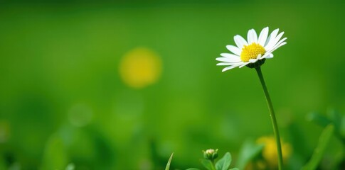 Fresh green stem of a daisy plant with tiny yellow flowers, small, green, flower