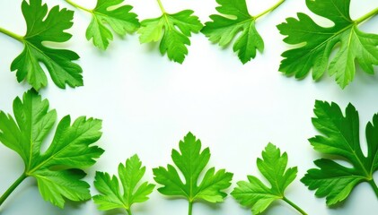 Fresh parsley leaves arranged in a decorative pattern , design, garden