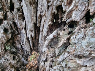 bark of a tree