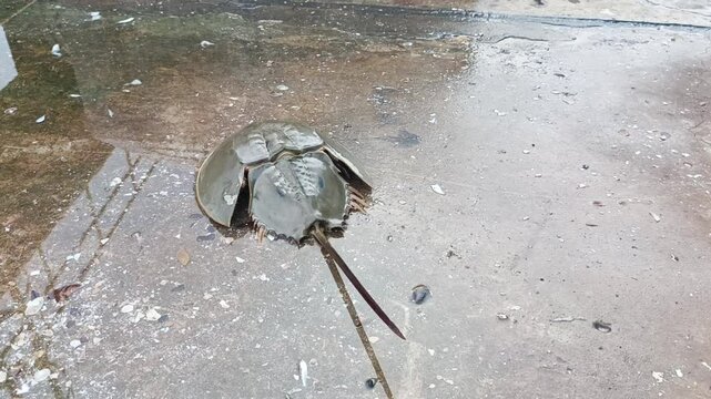 Close-up of a tachypleus gigas (commonly known as the Indo-Pacific horseshoe crab) on a sandy surface. Ancient marine arthropod