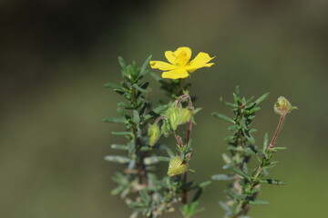 fumana thymifolia, the thye leaved fumana, is a species of shrub in the family Cistaceae	
