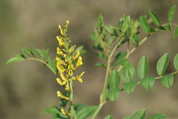  branch of wild licorice (glycyrrhiza sp) with flowers and leaves