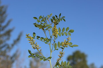  branch of wild licorice (glycyrrhiza sp) with flowers and leaves