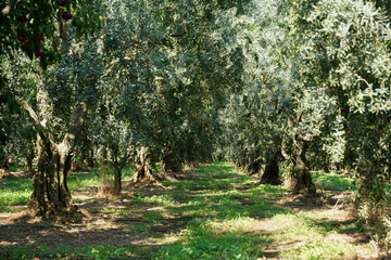 Olive trees in Iznik, Turkiye
