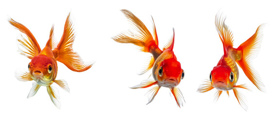 three goldfish isolated on white background