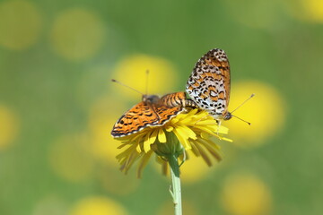 copulating Lesser Spotted Fritillary (Melitaea trivia) butterflies
