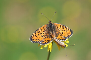 copulating Lesser Spotted Fritillary (Melitaea trivia) butterflies
