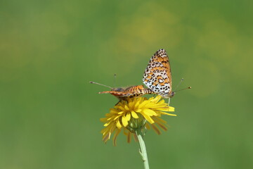copulating Lesser Spotted Fritillary (Melitaea trivia) butterflies	