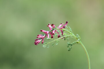 Fumaria officinalis (common fumitory) is a herbaceous annual flowering plant in the poppy family Papaveraceae