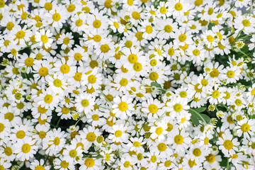 Cluster of blooming chamomile flowers with bright yellow centers and delicate white petals. Natural remedies, organic farming, herbal healing, sustainable agriculture © irissca