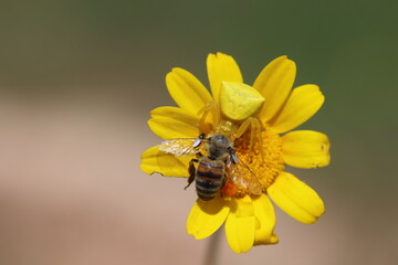 A yellow crab spider on a yellow daisy flower has caught a honeybee	
