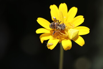 A yellow crab spider on a yellow daisy flower has caught a honeybee