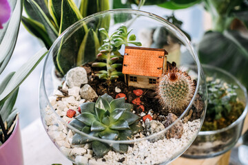 Miniature terrarium with succulents, cactus, rocks, and a tiny house model arranged in a glass...