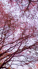 日本の桜／일본 벚꽃／Japanese cherry blossoms