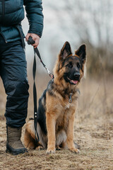Dog training outside. German Shepherd in training with his master
