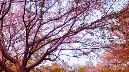 日本の桜／일본 벚꽃／Japanese cherry blossoms
