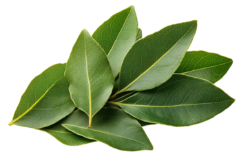 Fresh bay leaves arranged on a clean surface for culinary use in cooking