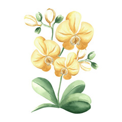 Yellow orchid flowers on branch with leaves and buds watercolor illustration isolated. Tropical blooming plant for design of spring jungle. Hand drawn phalaenopsis twig in realistic botanical style.