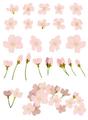 桜のイラスト素材　ベクター