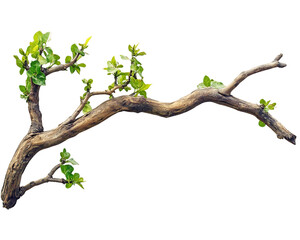 Detailed Image of a Brown Branch with Bright Green Leaves on Transparent Background, PNG